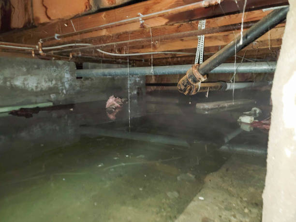 Best Carpet water damage restoration  in North Auburn, CA