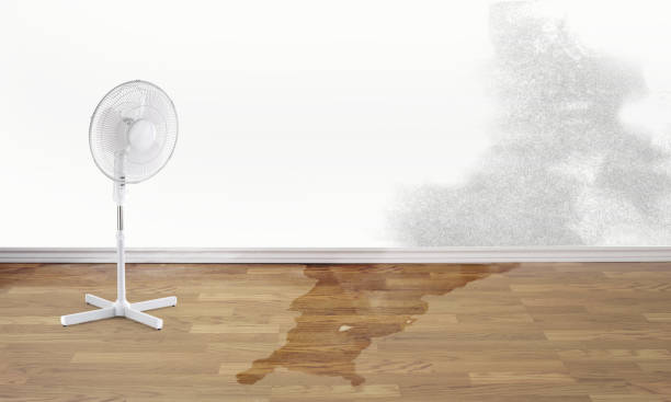 Best Water damage cleanup near me  in North Auburn, CA